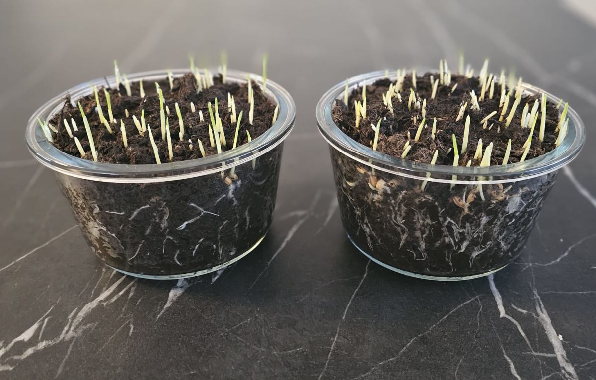 Kořenový systém test_cz-cs--CZ